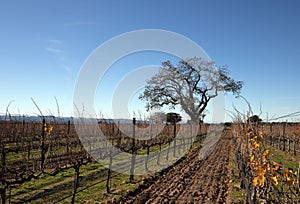 Lone California Oak tree in winter in Central California vineyard near Los Olivos California USA