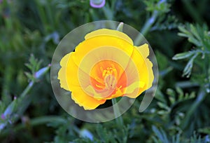 Lone California Poppy Bloom Yellow Hue