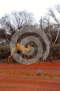 Lone Camel in the Australian desert