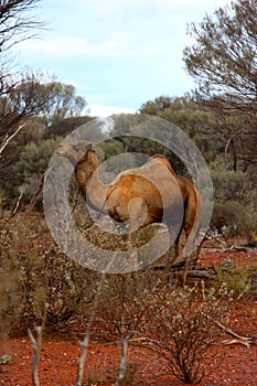 Lone Camel in the Australian desert