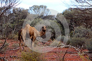 Lone Camel in the Australian desert