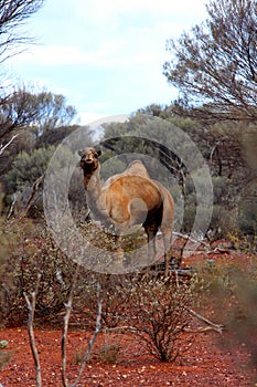 Lone Camel in the Australian desert