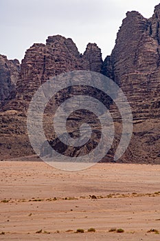 Lone Camel in the Wadi Rum Jordanian Desert