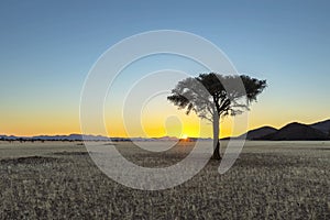 Lone camelthorn tree at sunrise in Namib Desert