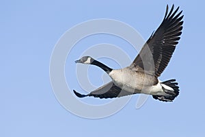 Lone Canada Goose