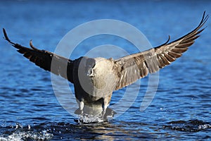 A lone Canada Goose Flying in to Land on a Blue Lake  in Winter