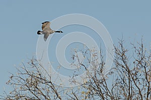 Lone Canada Goose Flying Over the Wetlands