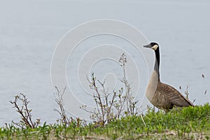 Lone Canada Goose on the Shore of Lake Superior