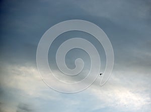 Lone Canandian Goose flying below the clouds