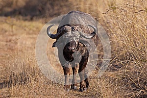 Lone Cape Buffalo
