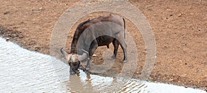 Lone Cape Buffalo [syncerus caffer] bull drinking at waterhole in South Africa