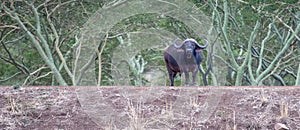 Lone Cape Buffalo [syncerus caffer] bull with green background in South Africa