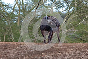 Lone Cape Buffalo [syncerus caffer] bull with horn bosses in South Africa - green background