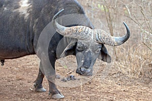 Lone Cape Buffalo [syncerus caffer] bull in South Africa