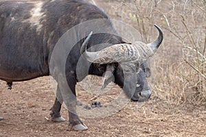 Lone Cape Buffalo [syncerus caffer] bull in South Africa