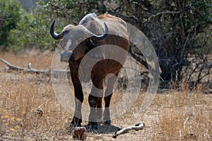 Lone Cape Buffalo [syncerus caffer] cow in South Africa