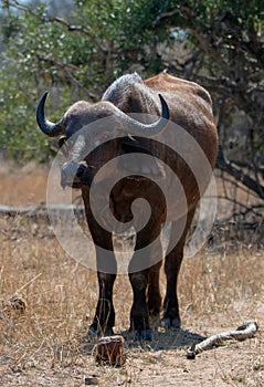 Lone Cape Buffalo [syncerus caffer] female cow in South Africa
