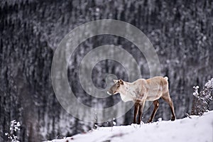 Lone caribou photo