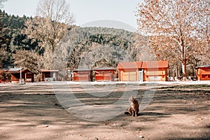 A lone cat who looks like a tiger is sitting on a street in Croatia with red wooden houses and a mountain landscape with green