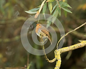 Lone cheerful Robin redbreast  Erithacus rubecula  perched on branch