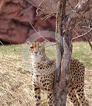 Lone Cheetah