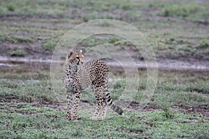 Lone Cheetah in the Sarengeti, Tanazania