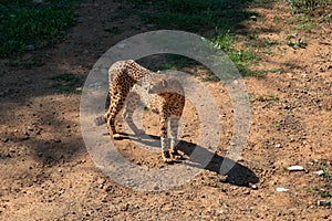 Lone cheetah in the savannah looking back warily