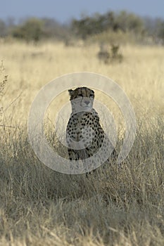 Lone Cheetah sitting in grass