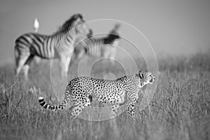 Lone Cheetah stalking a herd of zebra through long grass in artistic conversion