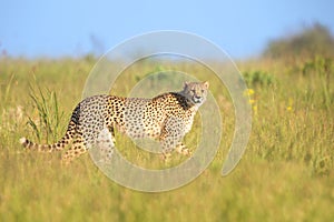 Lone Cheetah stalking its prey through long grass of a veldt