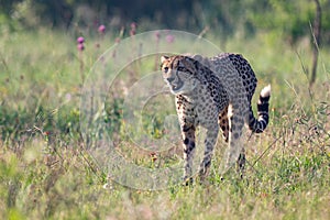 Lone Cheetah stalking its prey through long grass of a veldt