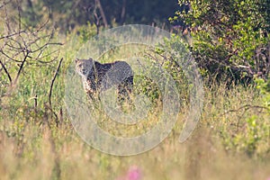 Lone Cheetah stalking its prey through long grass of a veldt