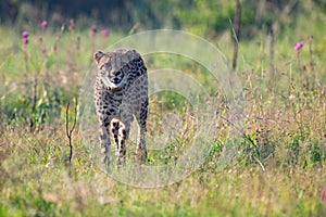 Lone Cheetah stalking its prey through long grass of a veldt