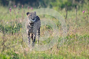 Lone Cheetah stalking its prey through long grass of a veldt