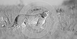 Lone Cheetah stalking prey through long grass of a veldt in artistic conversion