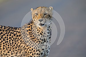 Lone cheetah walking across road at dusk