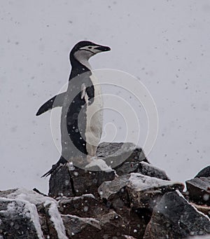 Lone Chinstrap Penguin in Antarctica