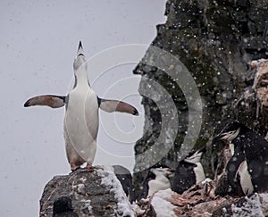 Lone Chinstrap Penguin in Antarctica