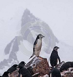 Lone Chinstrap Penguin in Antarctica