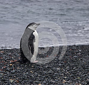 Lone Chinstrap Penguin in Antarctica