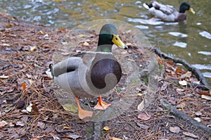 Lone coloured duck