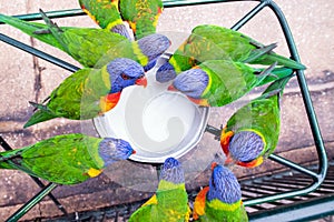 Lone colourful lorikeet looks directly up from overhead view of crowded colourful lorikeets drinking