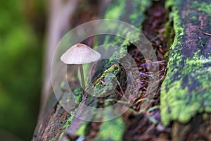 A lone common bonnet Mycena galericulata mushroom on the side of a rotting tree trunk in a forest near Nunspeet, The Netherlands