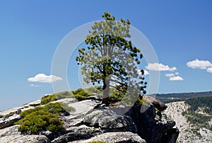 Lone Conifer, Taft Point, Yosemite, California, USA