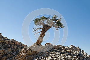 Lone Contorted Pine Tree