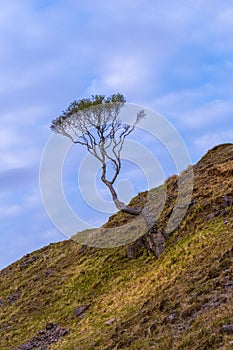 Lone contorted tree on a hillside