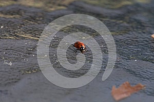 Lone Convergent lady beetle also called the ladybug Hippodamia convergens