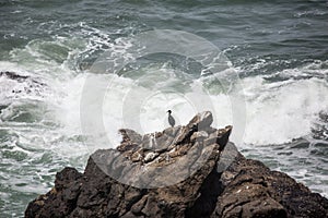 Lone Cormorant