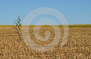 Lone cornstalk standing in a harvested corn field photo