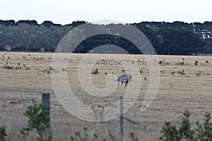 Lone cow grazing in Australian farm